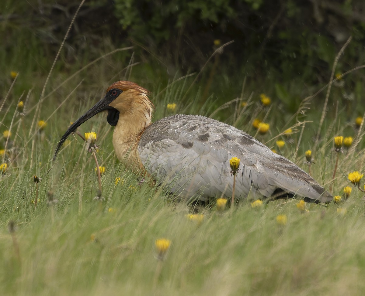 Bandurria Austral - ML646372587