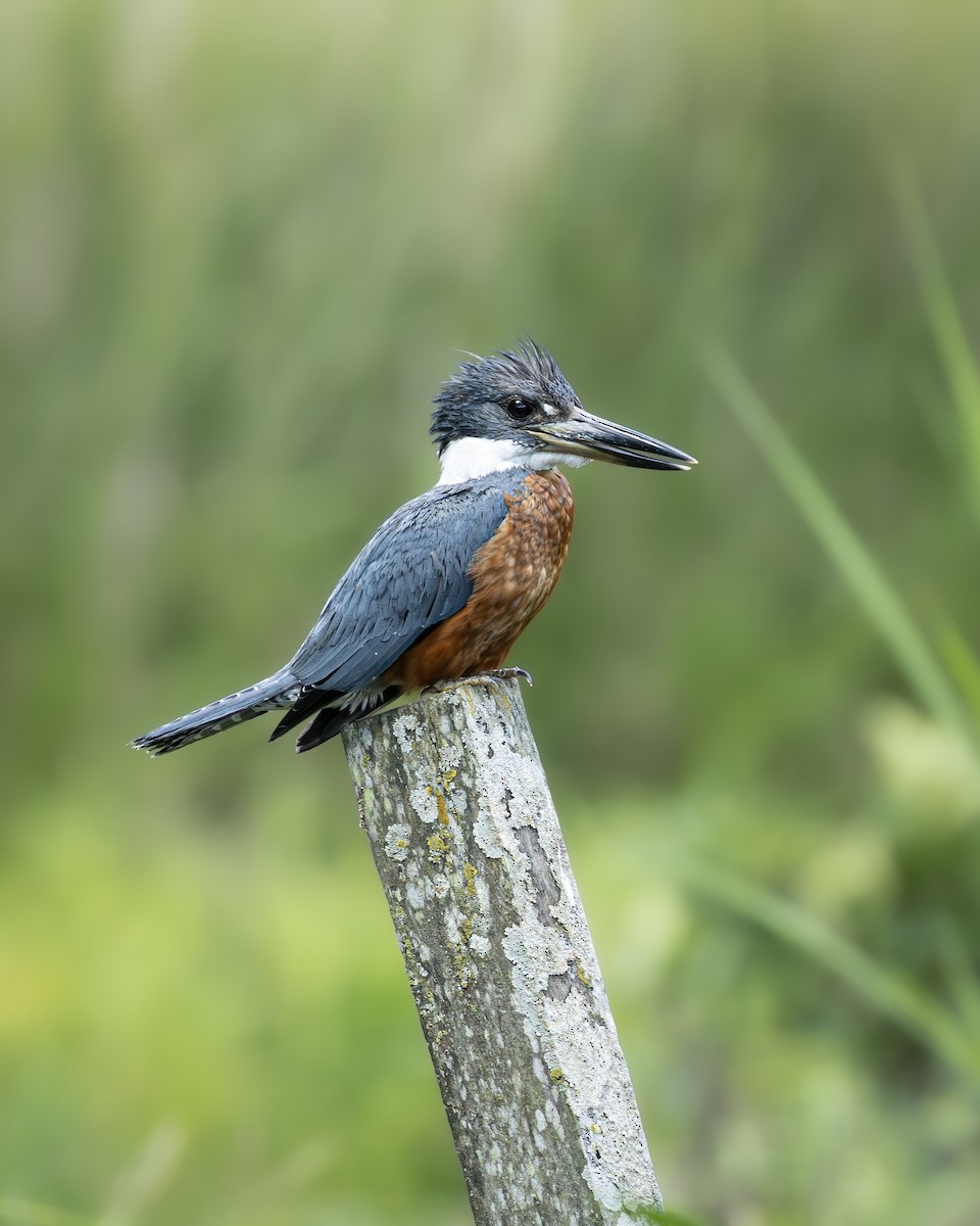 Martín Gigante Neotropical - ML646372588