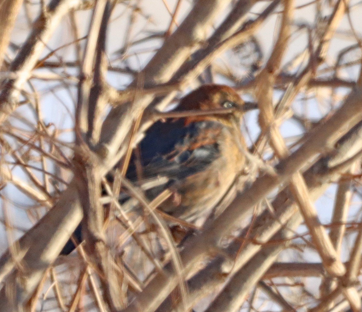 Quiscale rouilleux - ML646372589