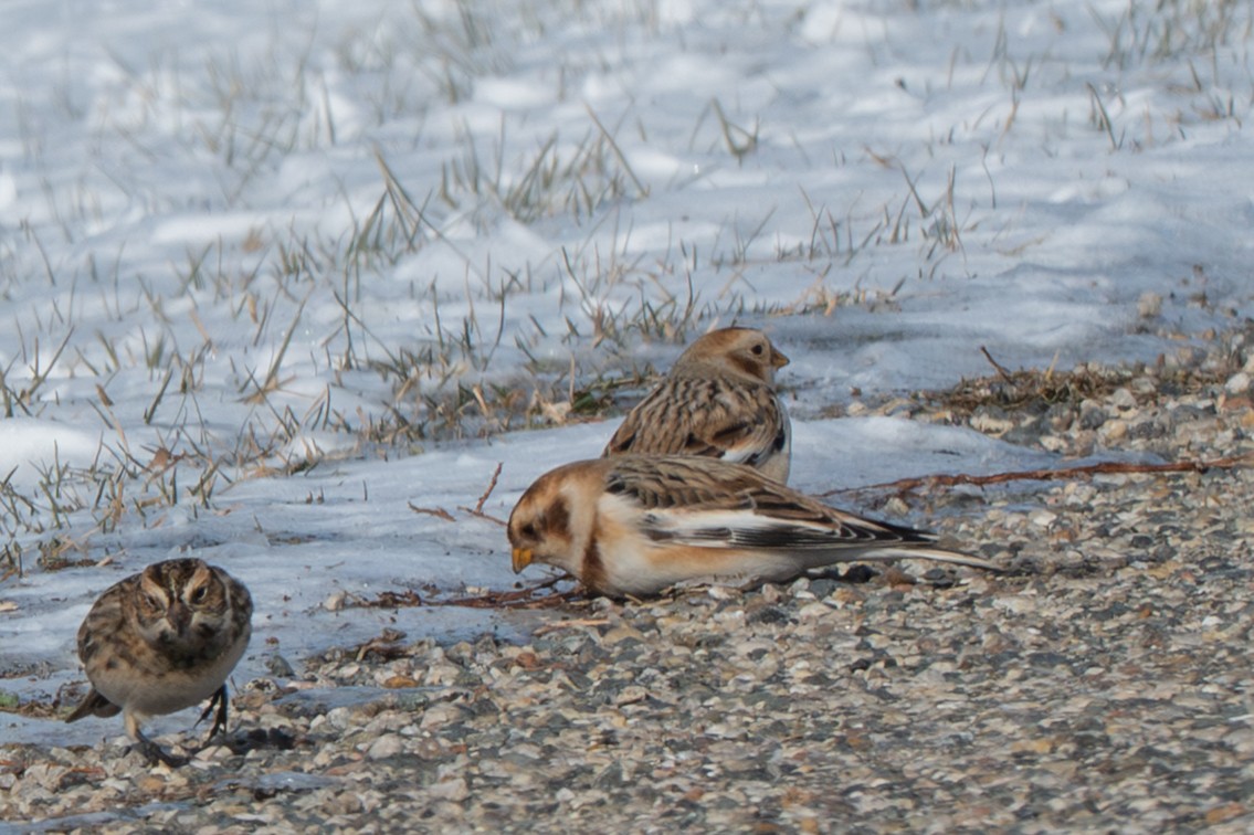 Escribano Nival - ML646372590