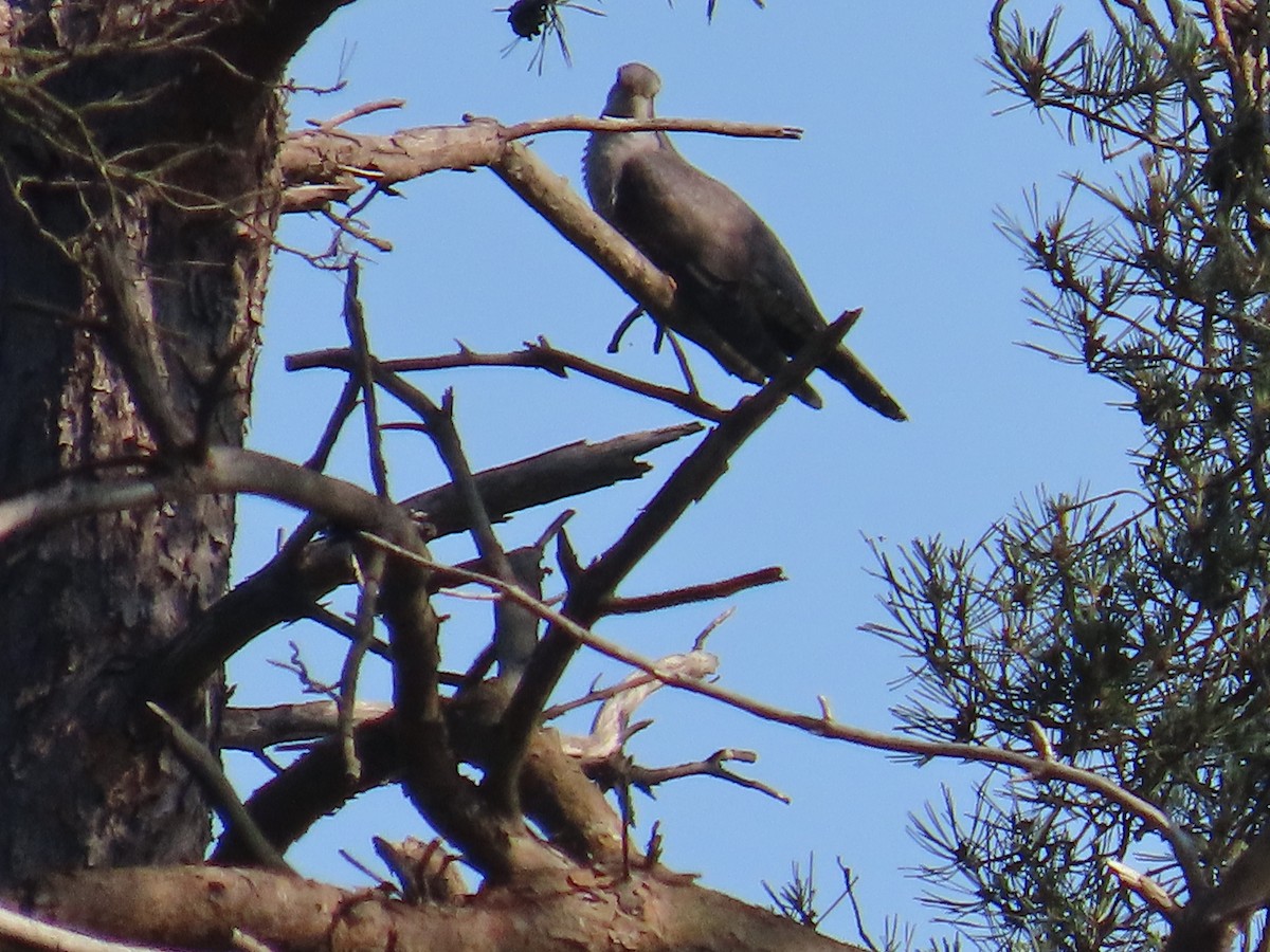 Cuco Común - ML646372591