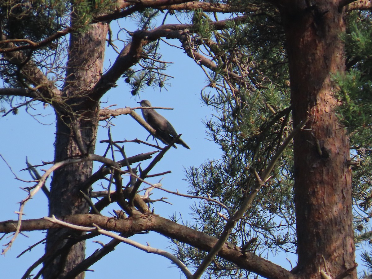 Cuco Común - ML646372592