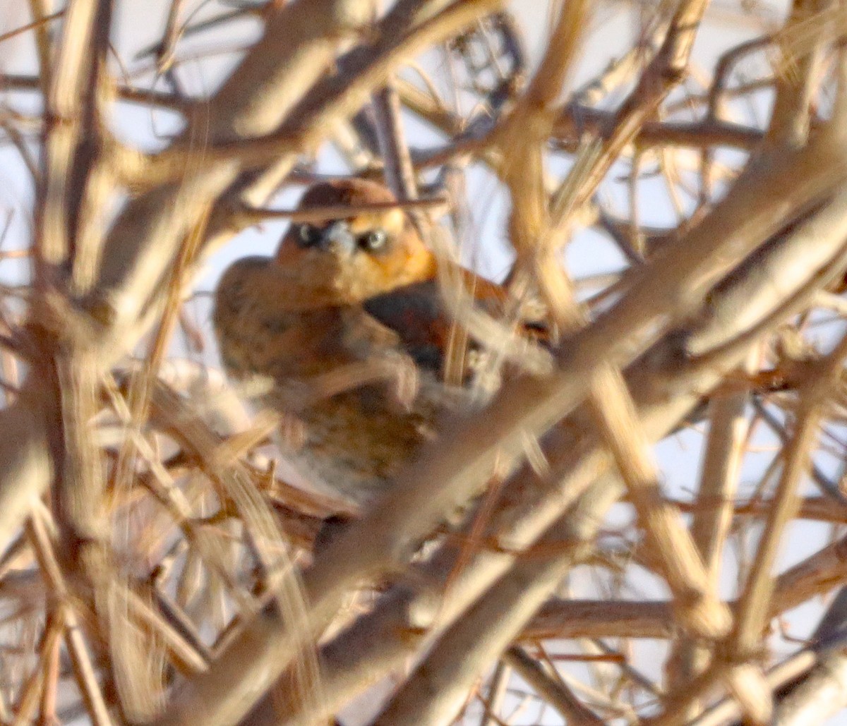 Quiscale rouilleux - ML646372593