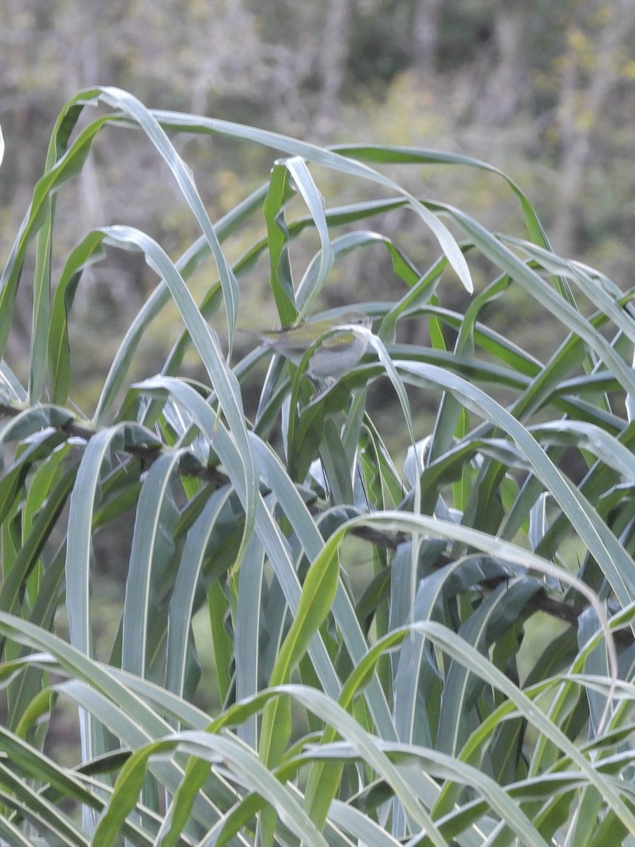 Reinita de Tennessee - ML646372594