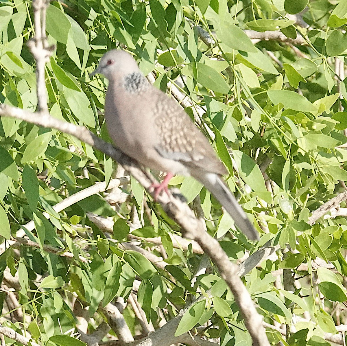 Tórtola Moteada - ML646372595