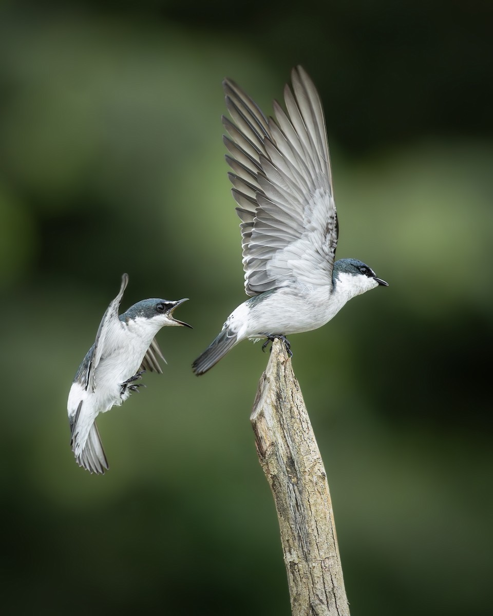 Golondrina de Manglar - ML646372596