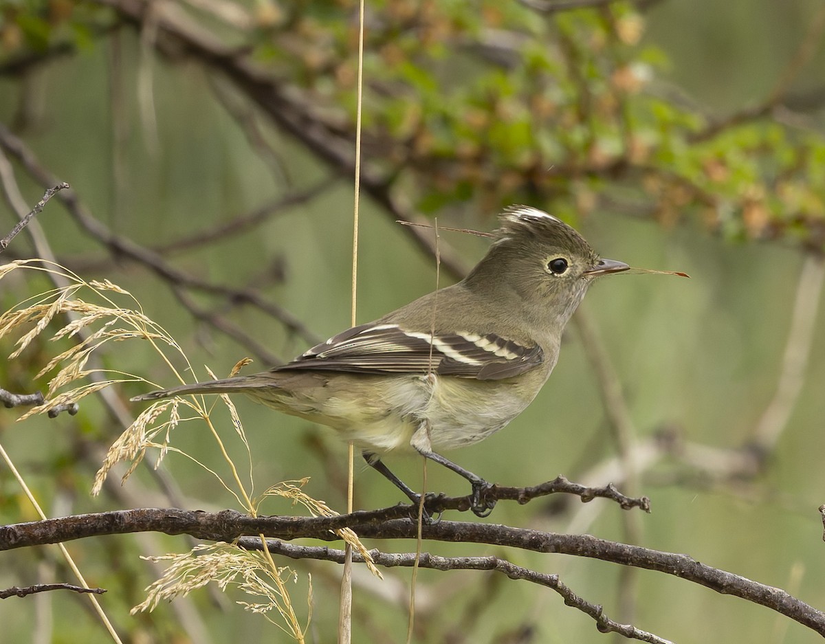 Fiofío Crestiblanco - ML646372597
