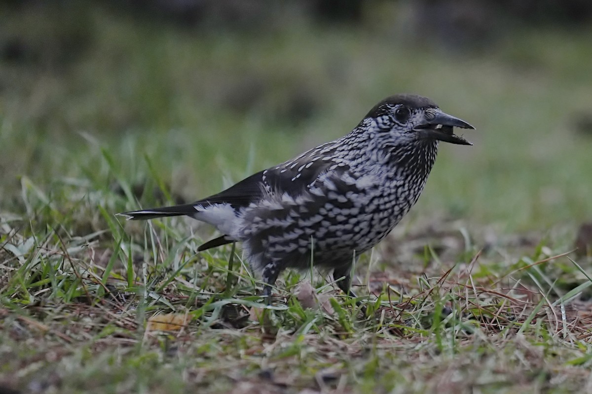 Cascanueces Norteño - ML646372598