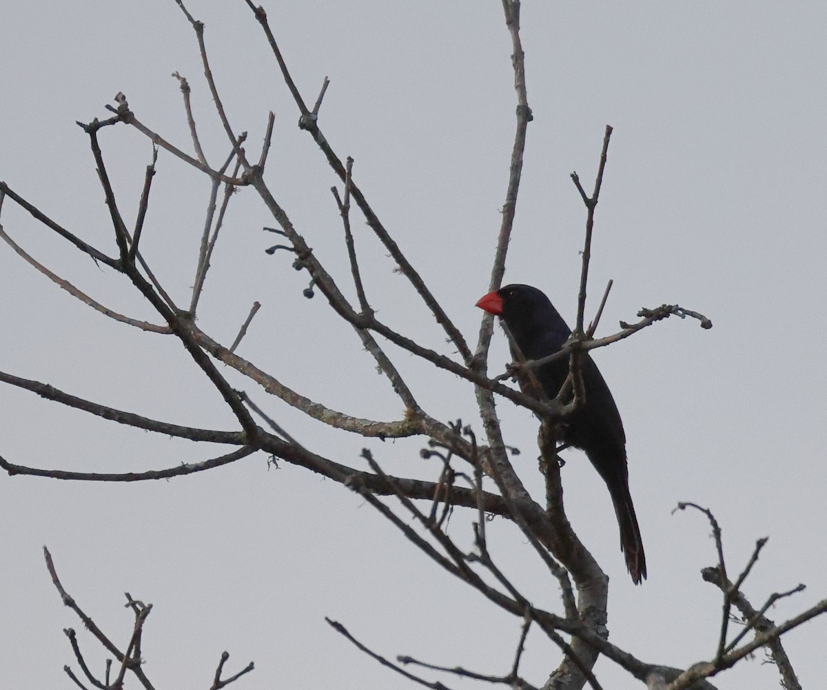 Pepitero Fuliginoso - ML646372599