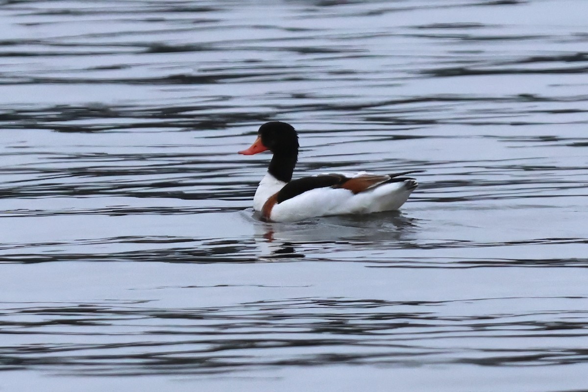 花鳧 - ML646372600