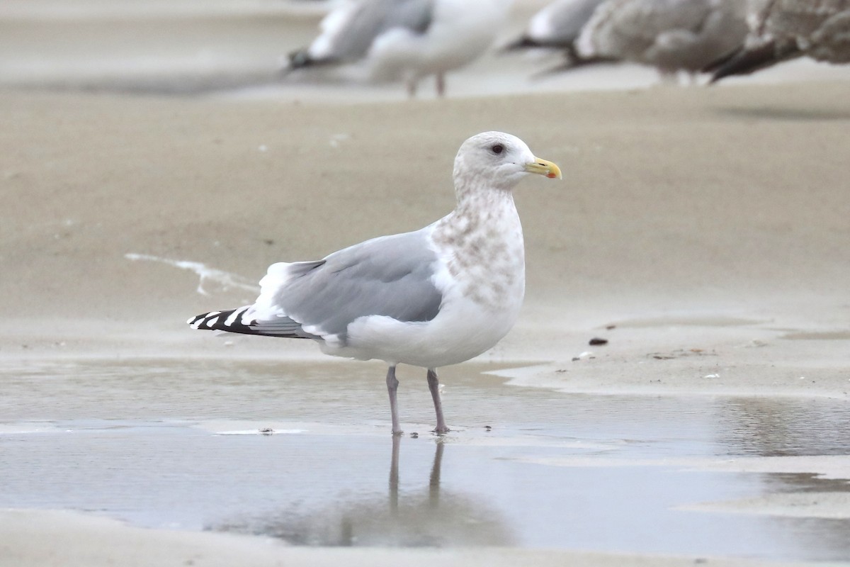 racek polární (ssp. thayeri) - ML646372601