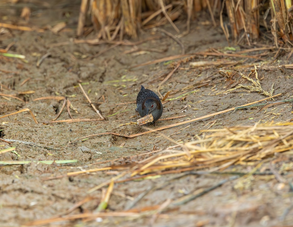 Polluela Negruzca - ML646372602