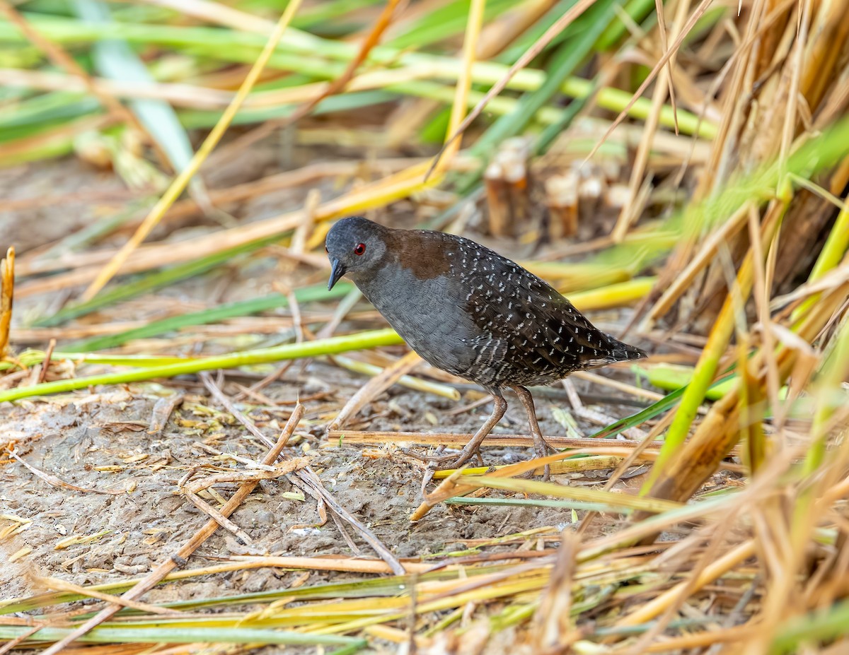 Polluela Negruzca - ML646372603