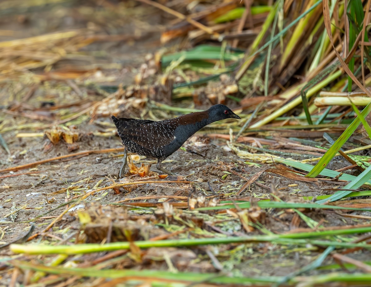 Polluela Negruzca - ML646372604