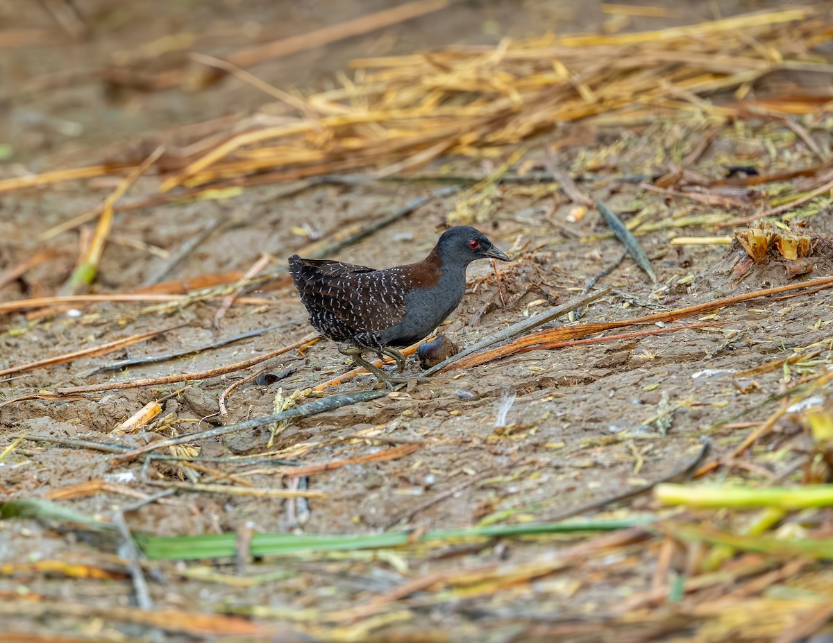 Polluela Negruzca - ML646372605