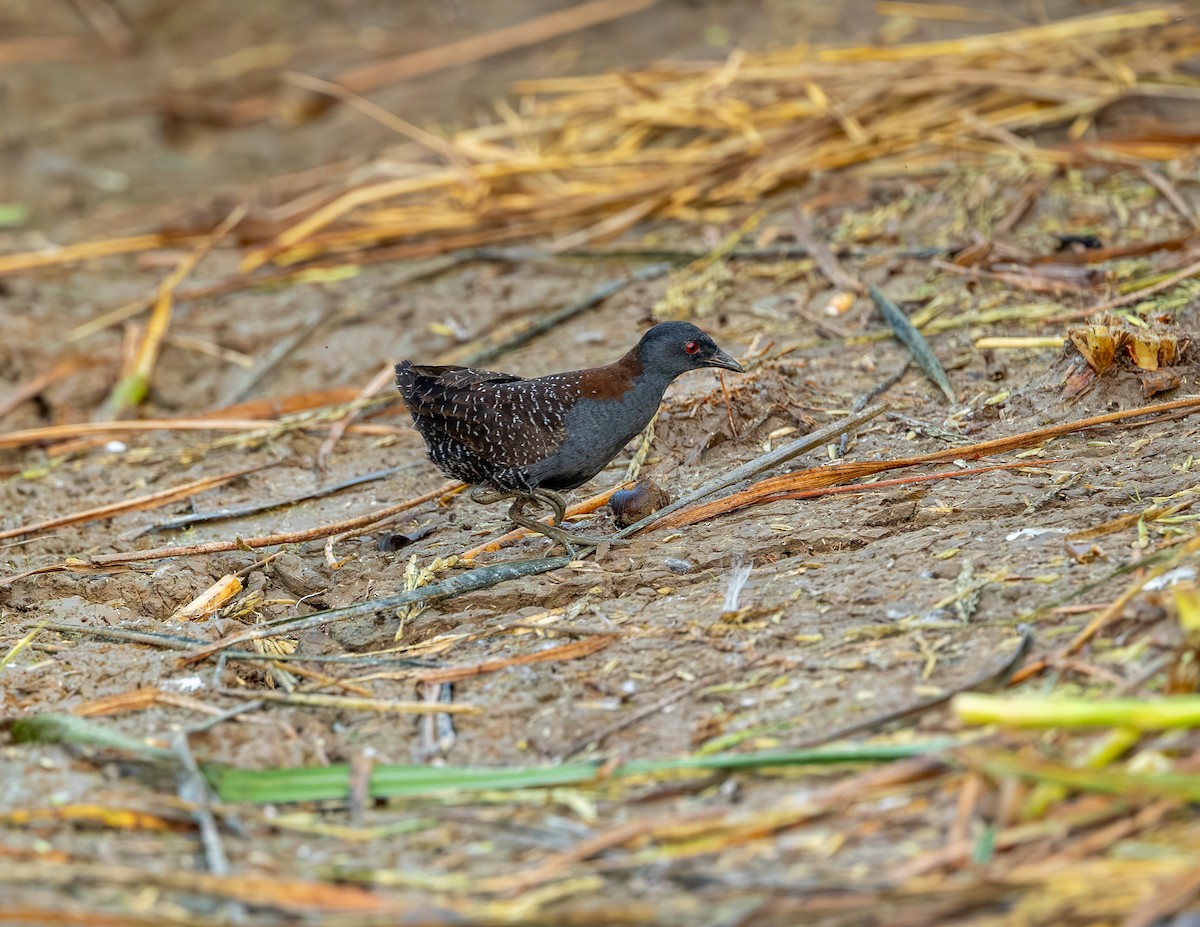 Polluela Negruzca - ML646372606