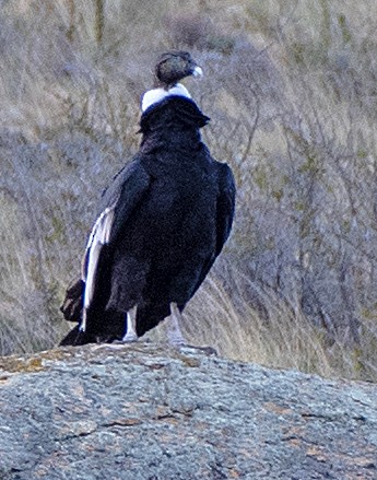 Cóndor Andino - ML646372607