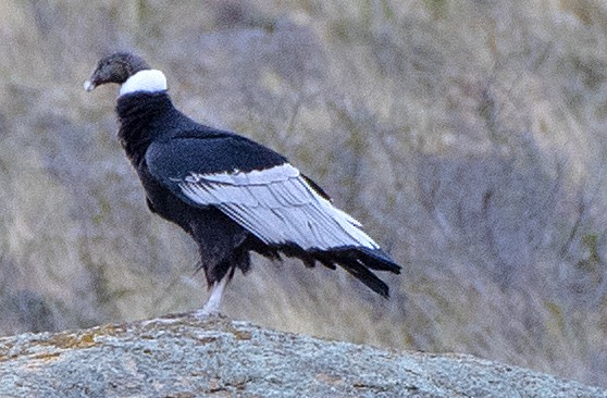 Cóndor Andino - ML646372608