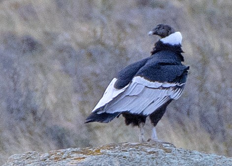 Cóndor Andino - ML646372609