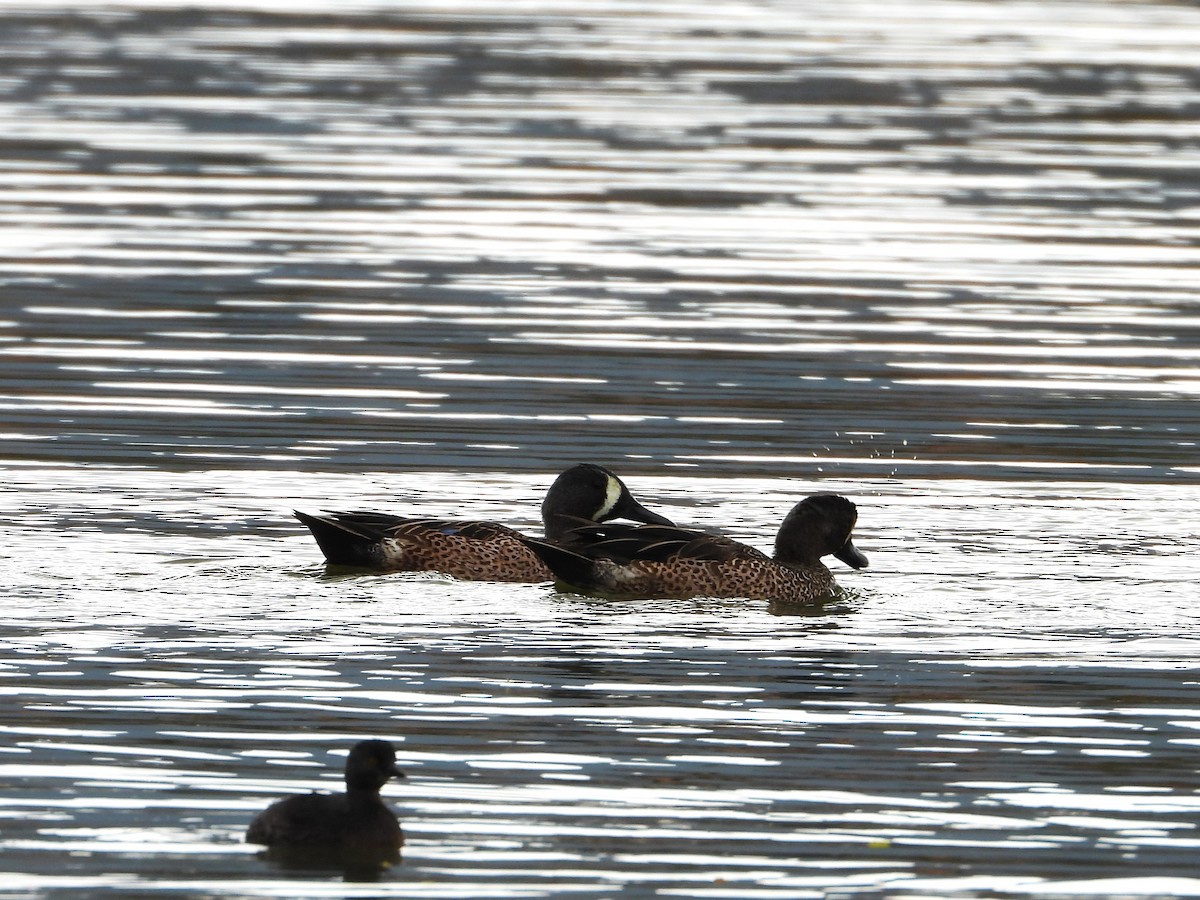 Cerceta Aliazul - ML646372610