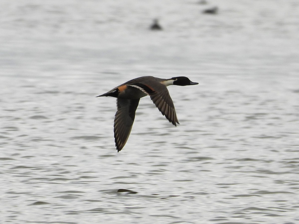 Ánade Rabudo - ML646372611