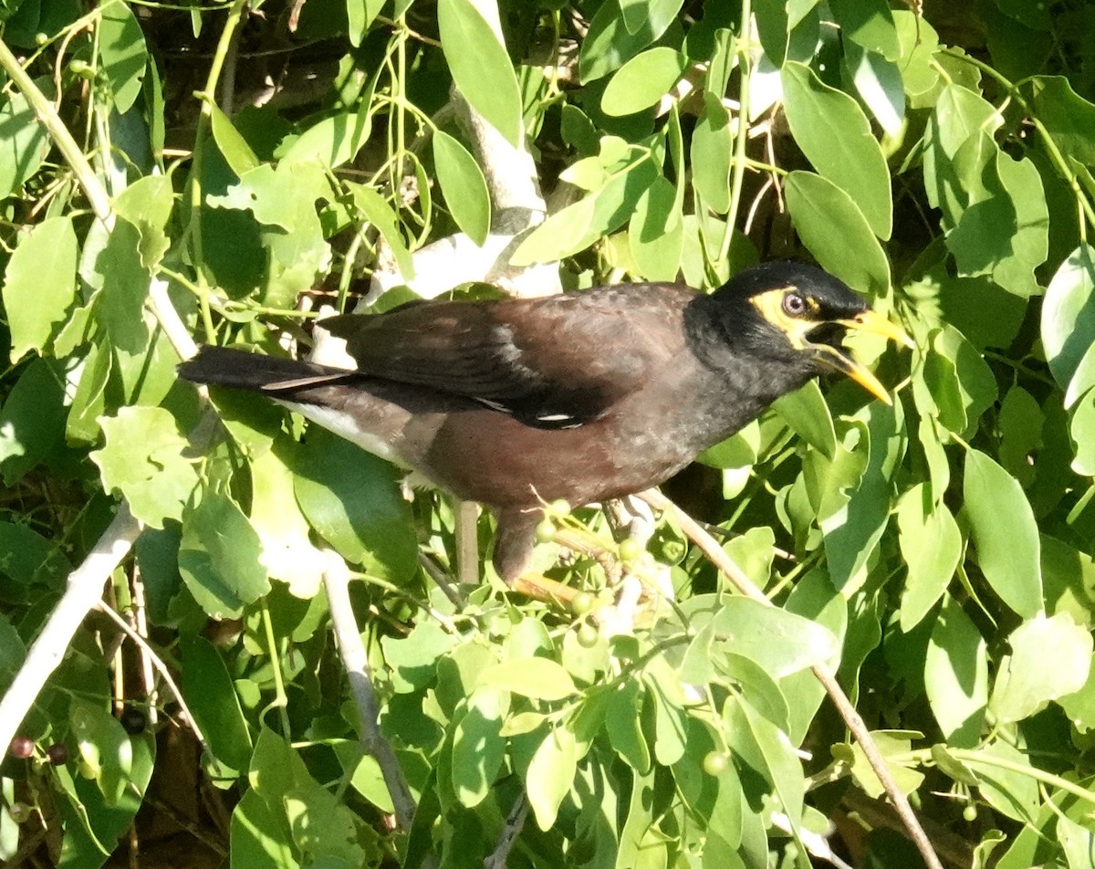 Miná Común - ML646372612