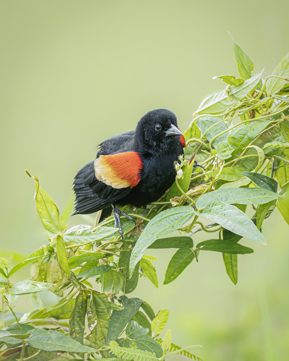 Sargento Alirrojo - ML646372613