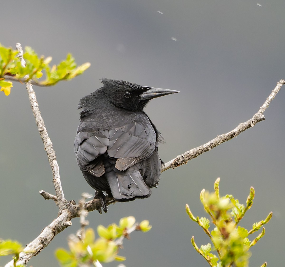 Tordo Patagón - ML646372614