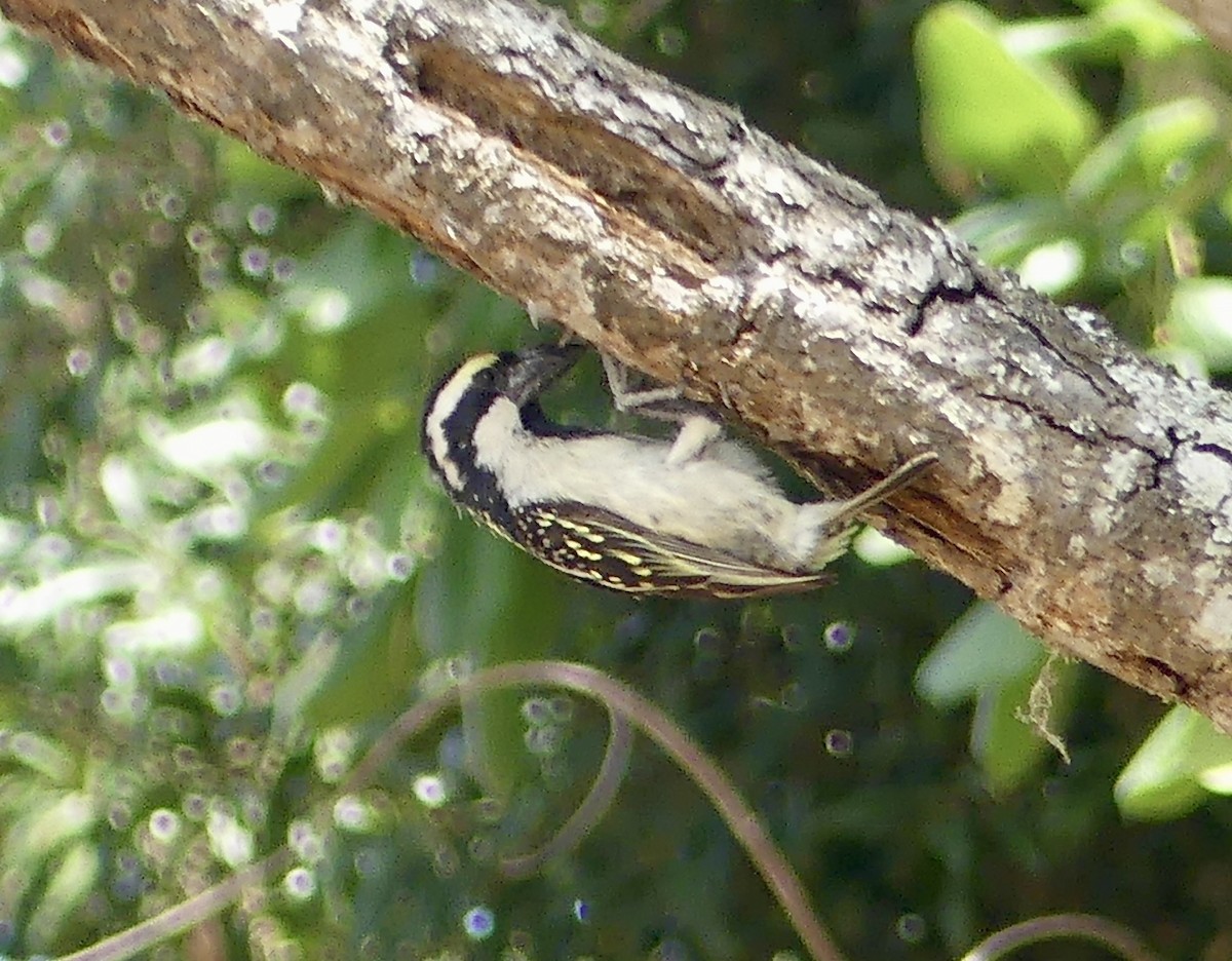 Barbudo Pío - ML646372615