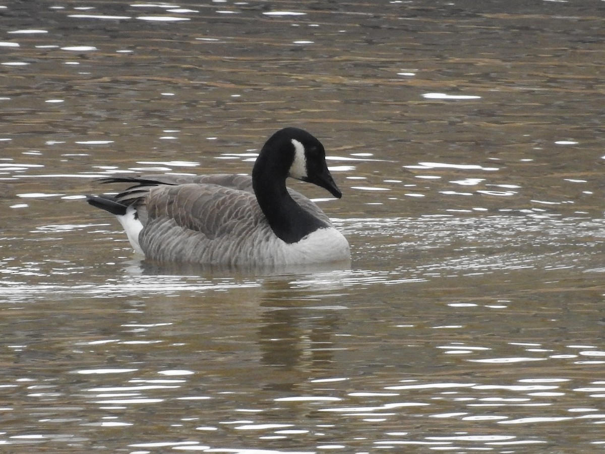 Barnacla Canadiense Grande - ML646372616