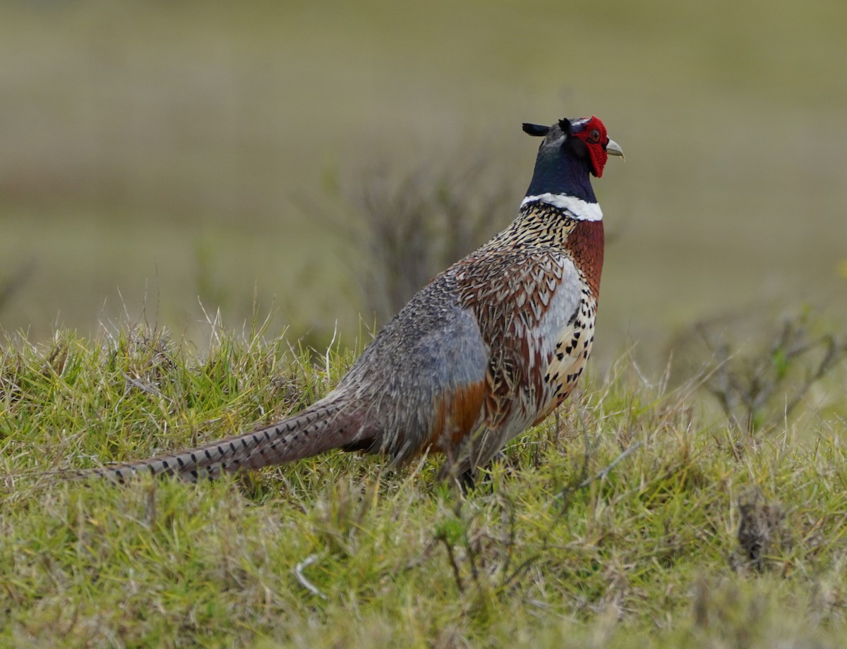 Faisán Vulgar - ML646372617