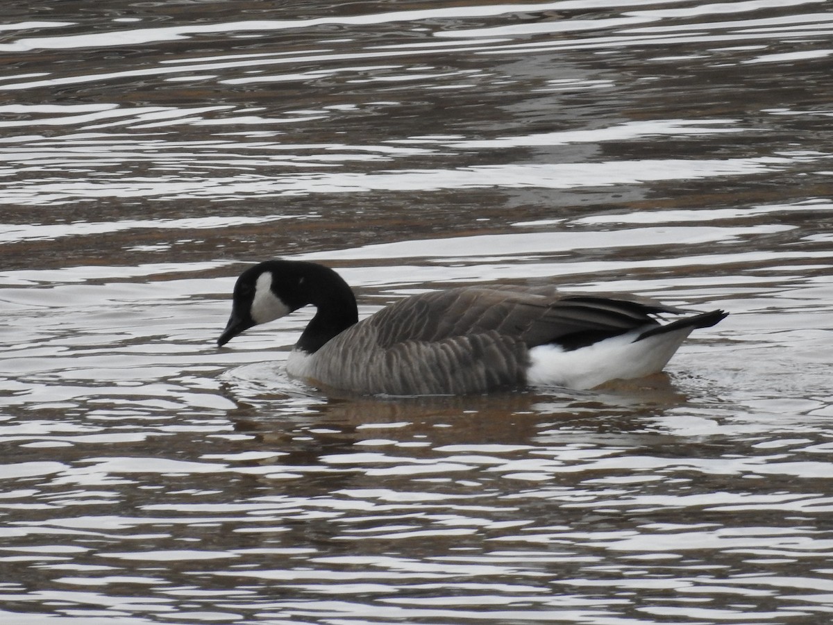 Barnacla Canadiense Grande - ML646372618