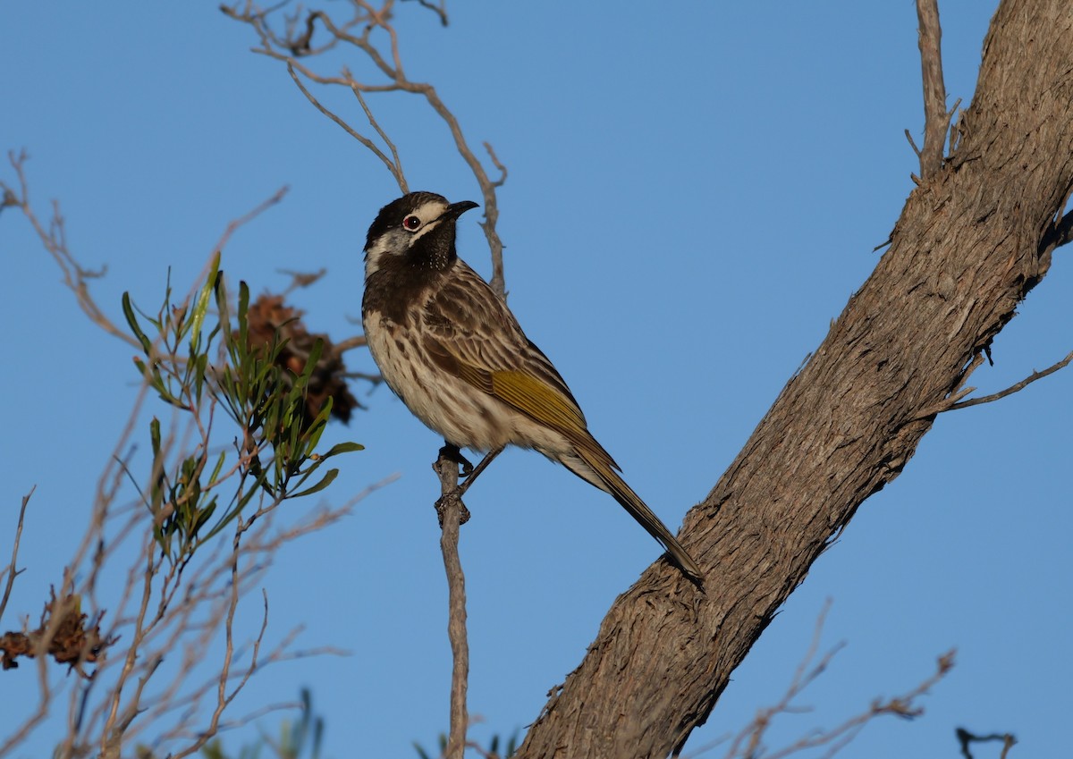 White-fronted Honeyeater - ML646372619
