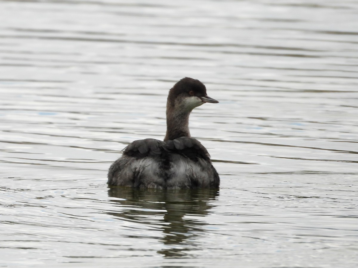 potápka černokrká - ML646372620