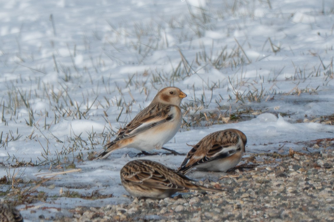 Snow Bunting - ML646372622
