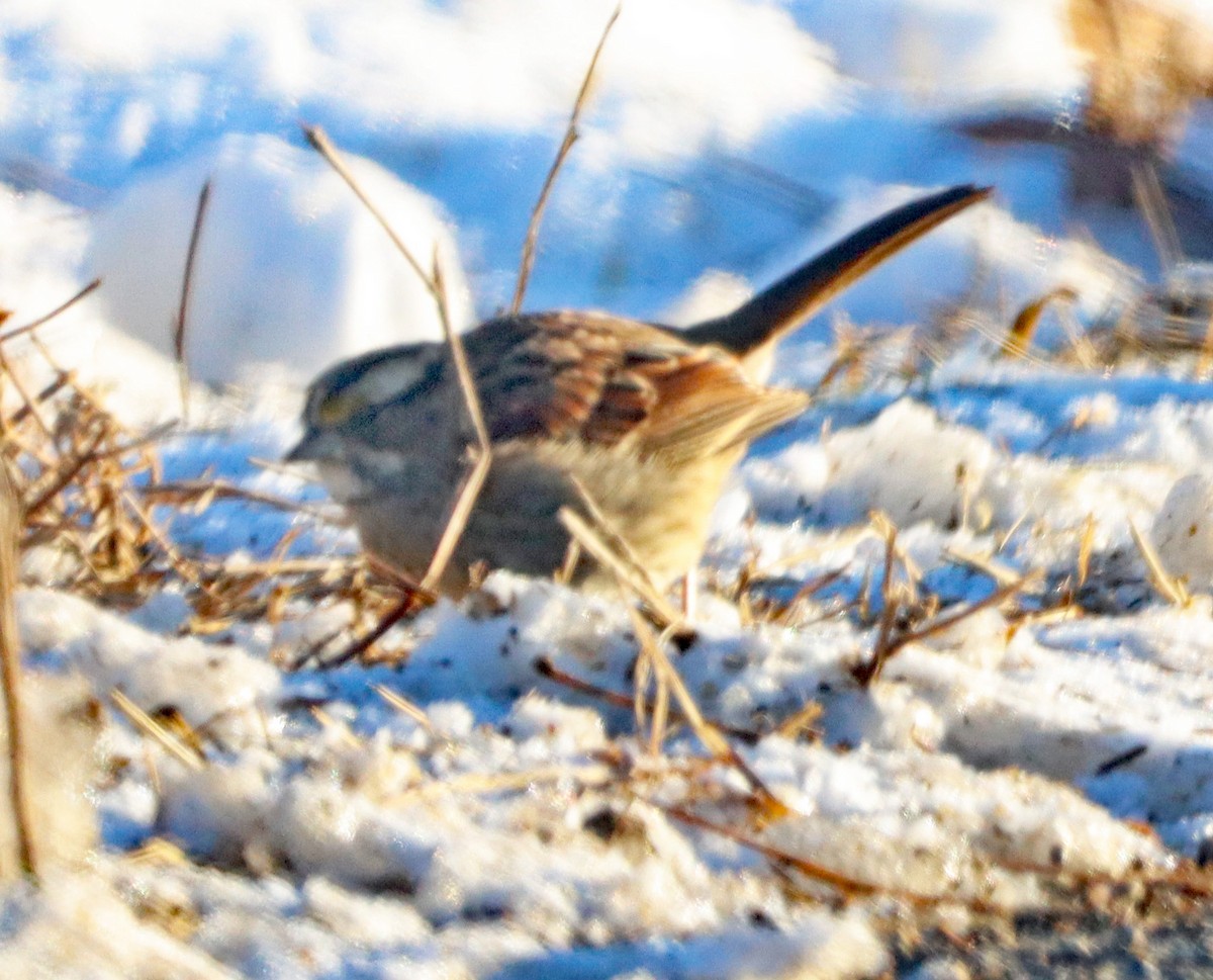 White-throated Sparrow - ML646372623