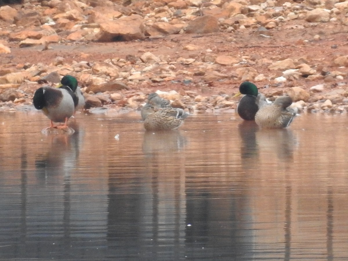 Mallard - ML646372624