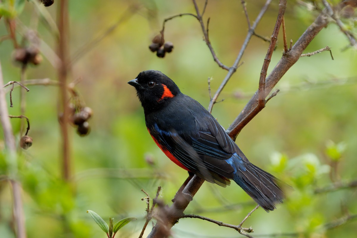 Scarlet-bellied Mountain Tanager - ML646372626