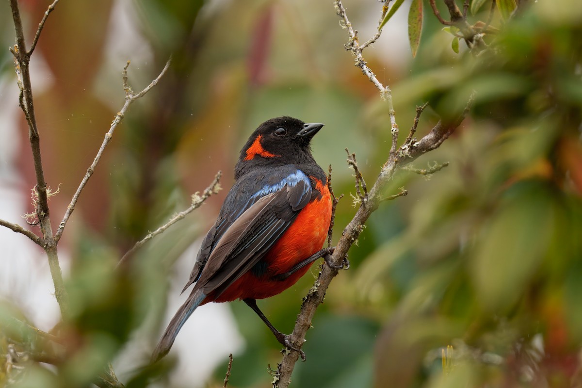 Scarlet-bellied Mountain Tanager - ML646372627