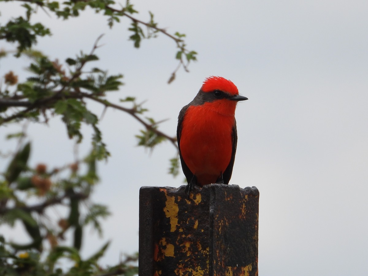 Vermilion Flycatcher - ML646372630