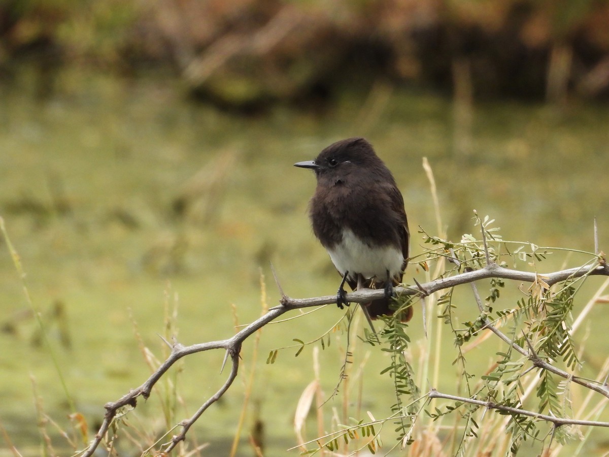 Black Phoebe - ML646372631