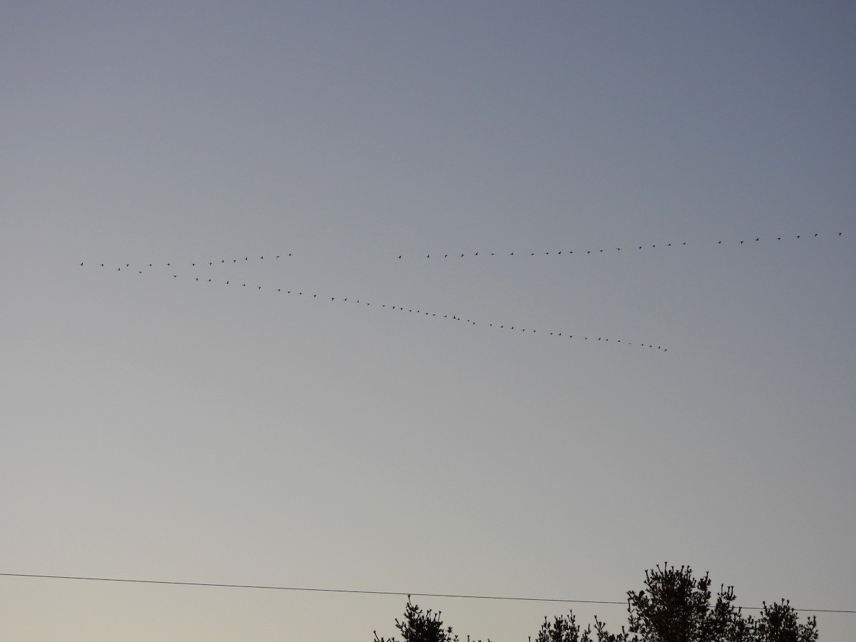 Canada Goose - ML646372632