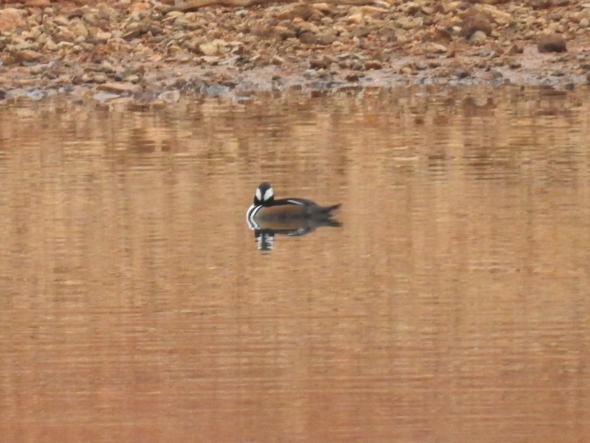 Hooded Merganser - ML646372633