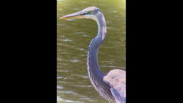 Great Blue Heron (Great Blue) - ML646372634