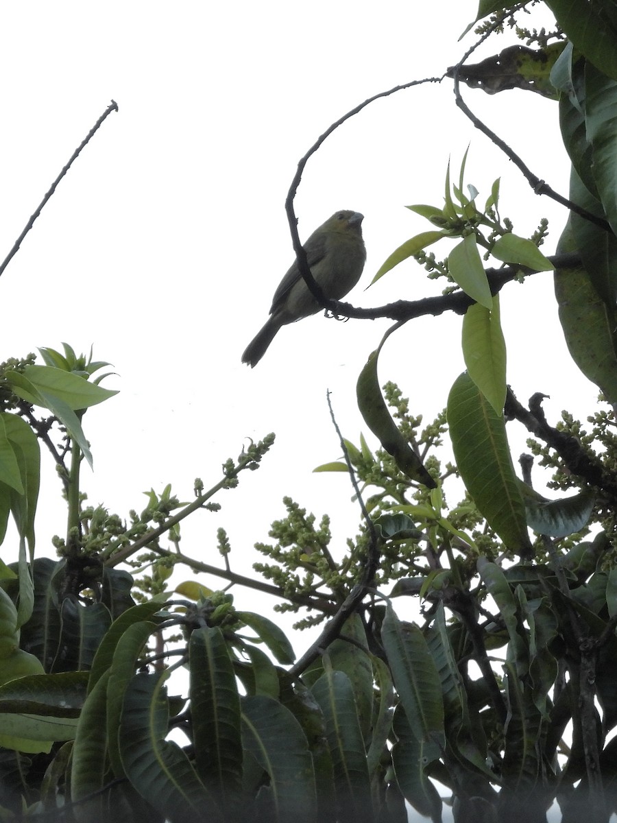 Semillero Corvino - ML646372635