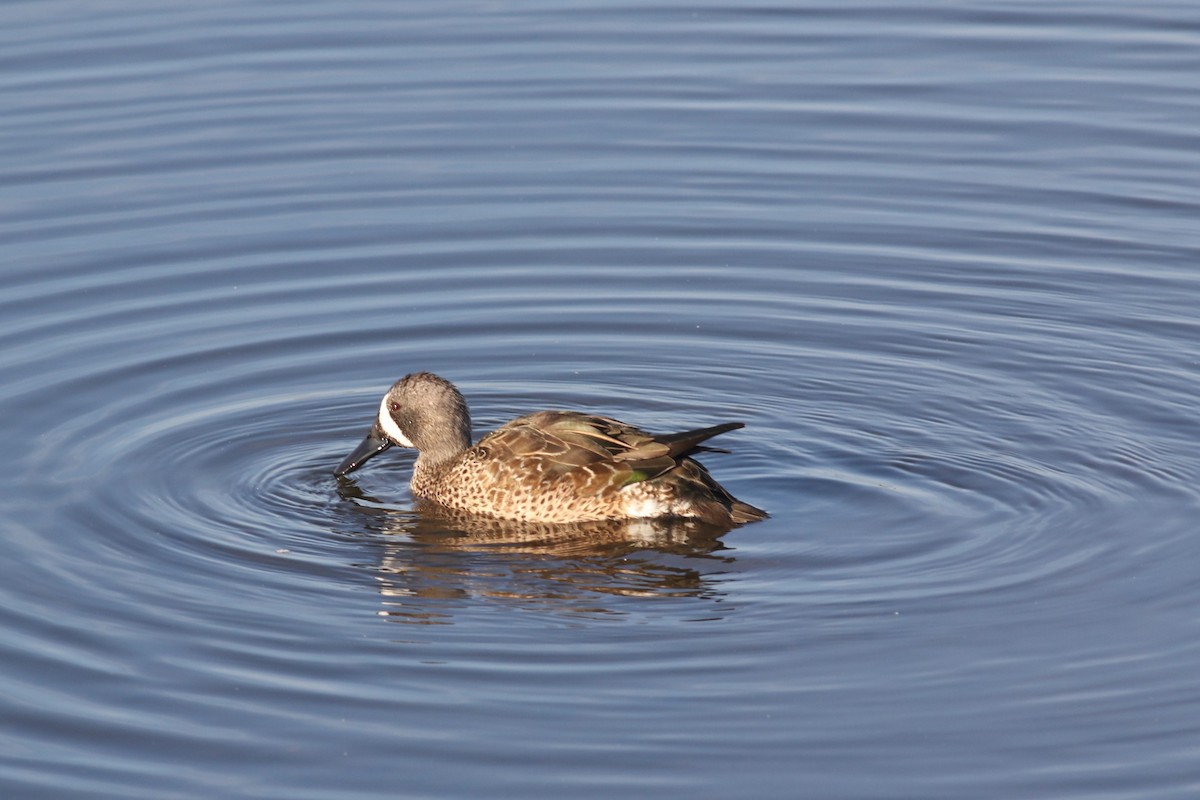 Blue-winged Teal - ML646372636