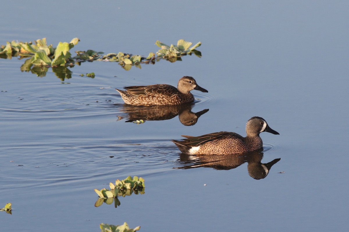Blue-winged Teal - ML646372637