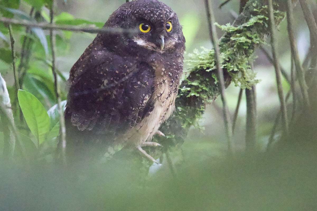 White-throated Screech-Owl - ML646372638