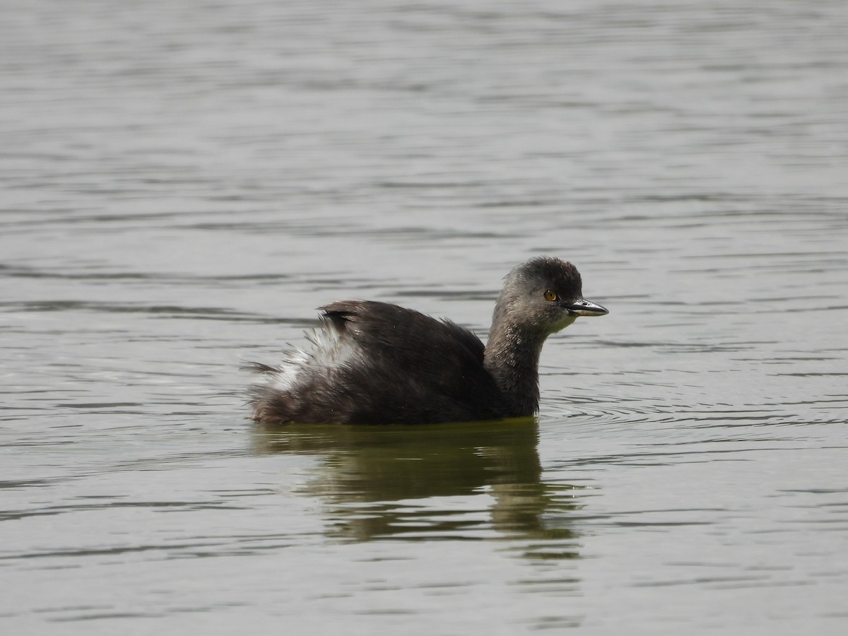 Least Grebe - ML646372639