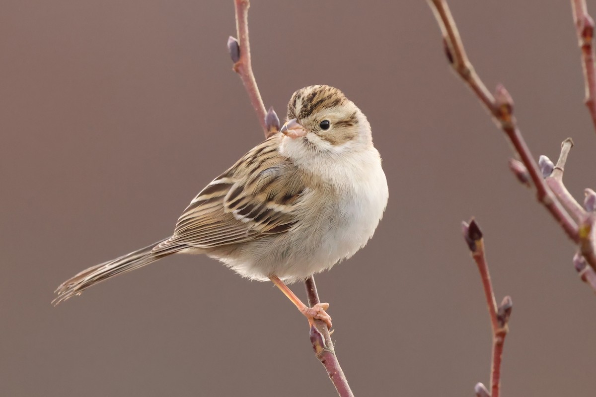 Clay-colored Sparrow - ML646372648